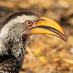 HORNBILL   SOUTHERN  YELLOW.jpg
