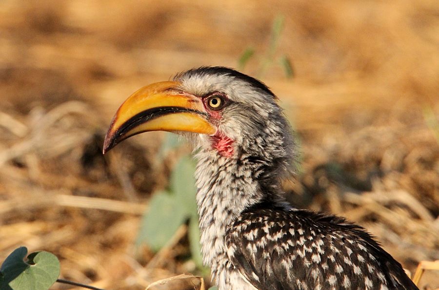 HORNBILL  SOUTHERN      YELLOW.jpg