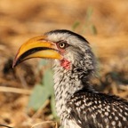 HORNBILL  SOUTHERN      YELLOW.jpg