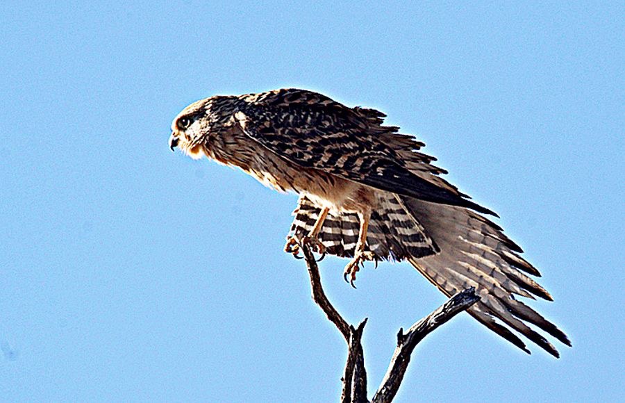 KESTREL   GREATER   stretching.jpg