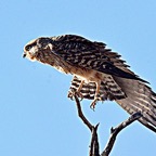 KESTREL   GREATER   stretching.jpg
