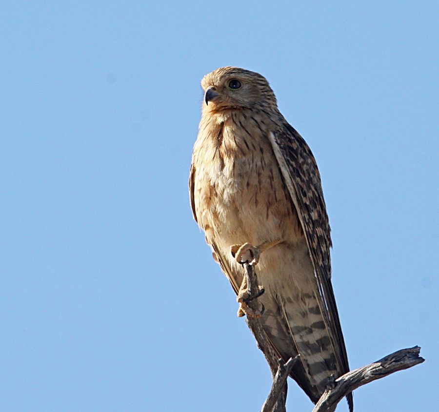 KESTREL   GREATER.jpg