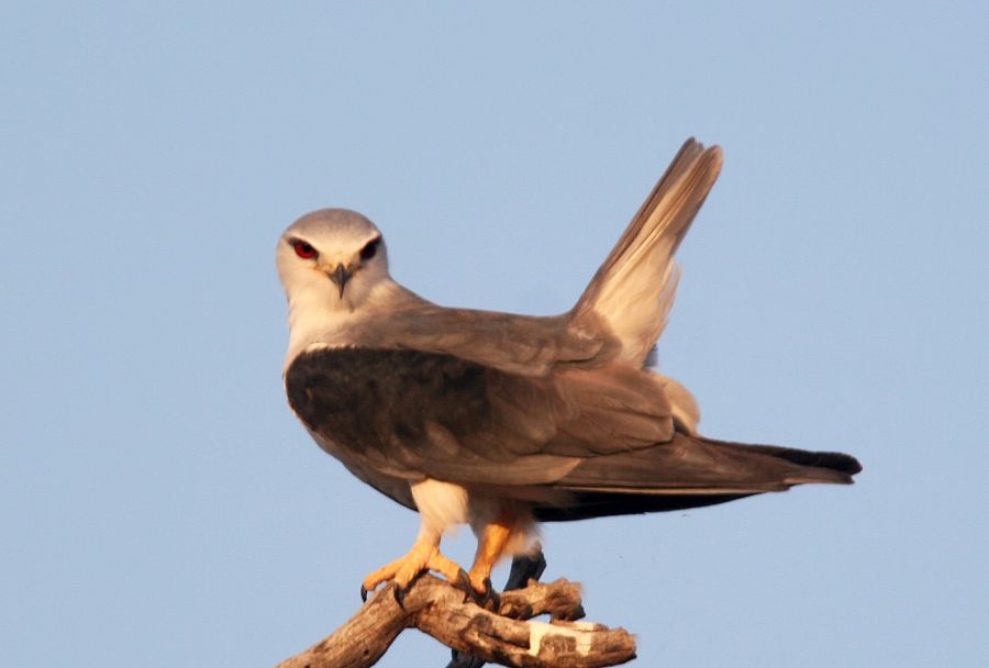 KITE              BLACK SHOULDERED  adult.jpg