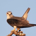 KITE              BLACK SHOULDERED  adult.jpg