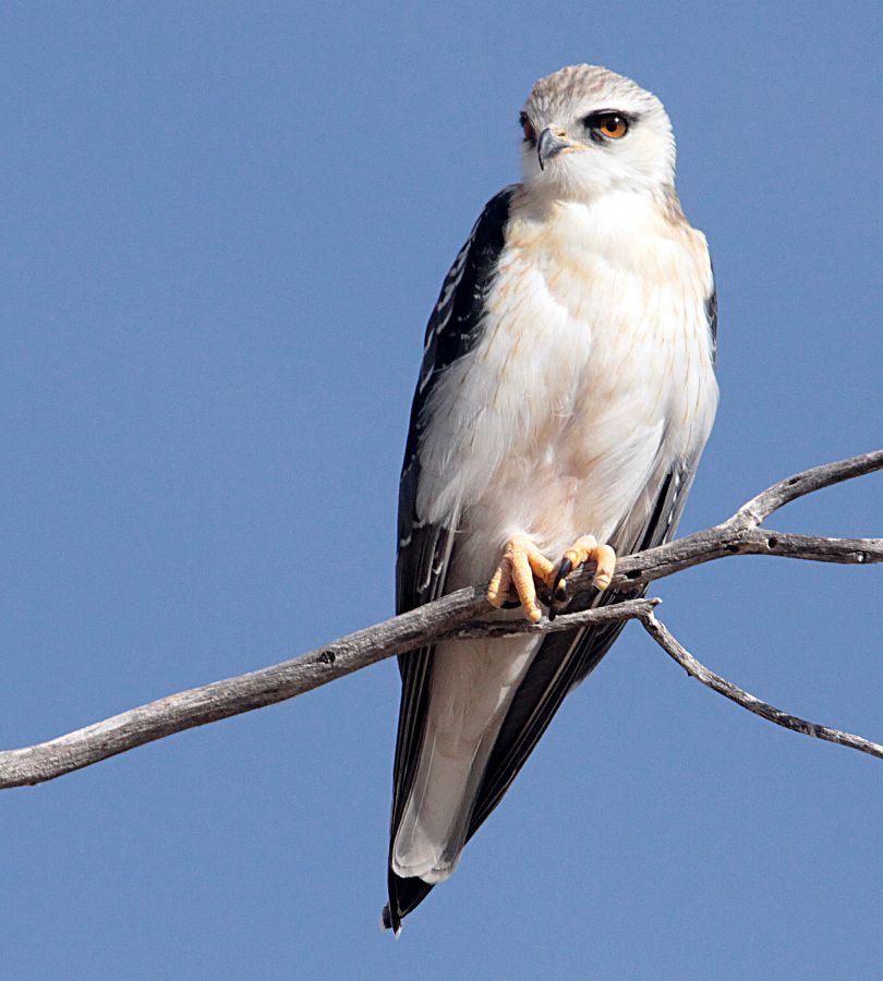 KITE.             BLACK SHOULDERED  juvenile.jpg