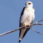 KITE.             BLACK SHOULDERED  juvenile.jpg