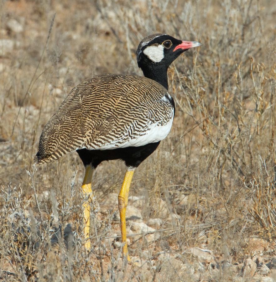 KORHAAN   NORTHERN    BLACK  male.jpg