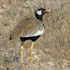 KORHAAN   NORTHERN    BLACK  male.jpg