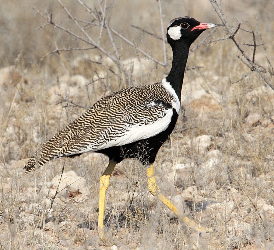 KORHAAN   NORTHERN BLACK   male.jpg