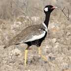 KORHAAN   NORTHERN BLACK   male.jpg