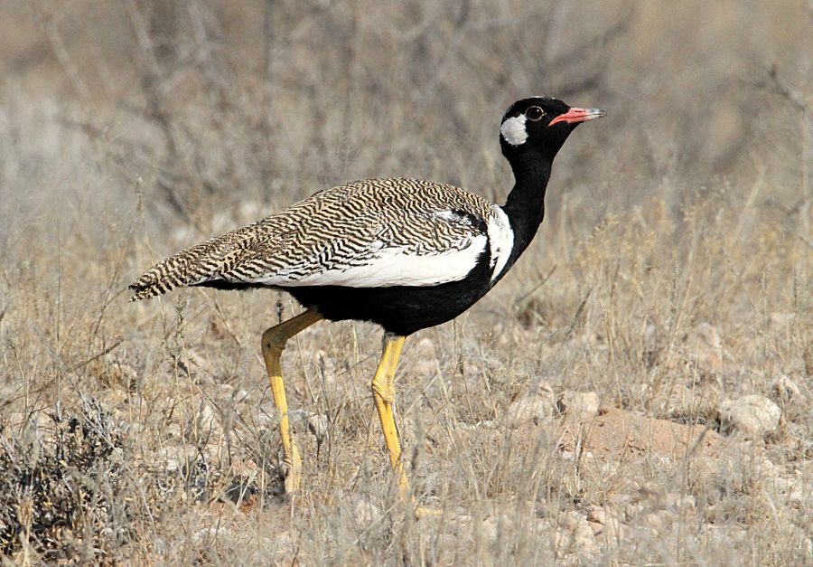 KORHAAN  NORTHERN BLACK          male.jpg