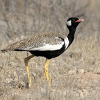 KORHAAN  NORTHERN BLACK          male.jpg