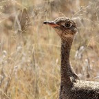 KORHAAN  NORTHERN BLACK  female.jpg