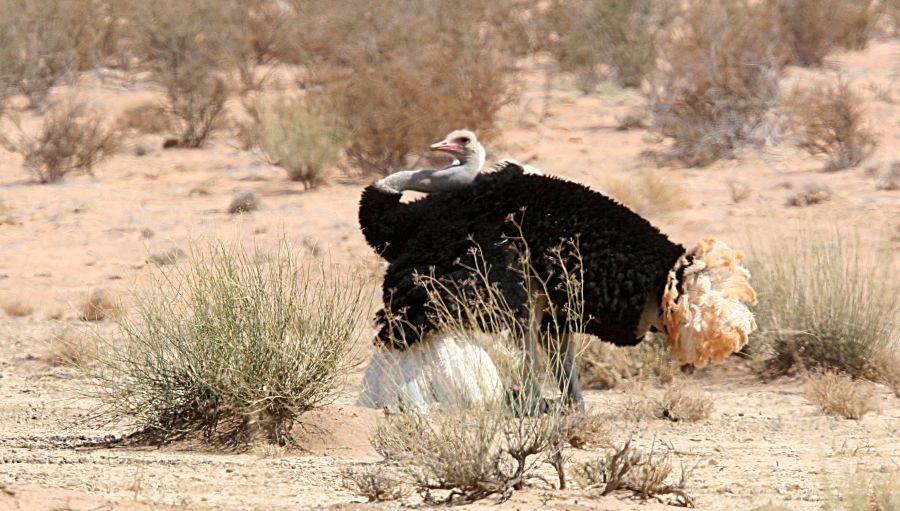OSTRICH   COMMON  male displaying.jpg