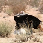 OSTRICH   COMMON  male displaying.jpg