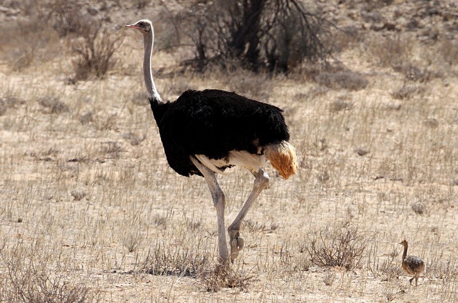 OSTRICH  COMMON   male with chick.jpg