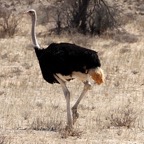 OSTRICH  COMMON   male with chick.jpg