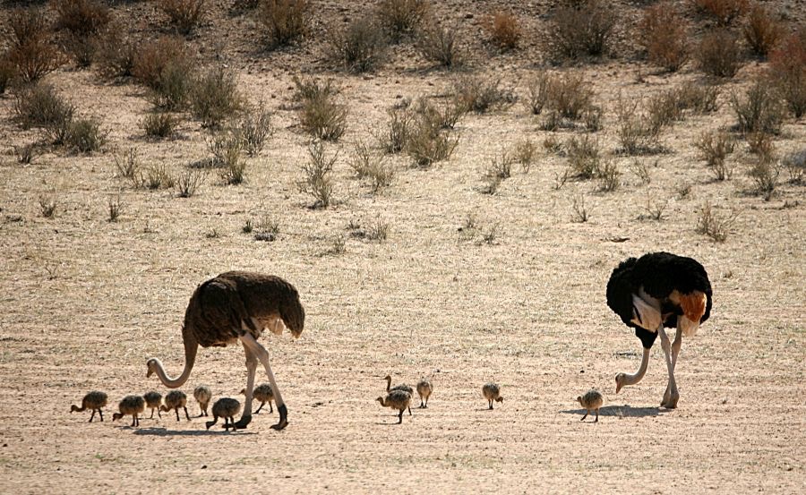 OSTRICH COMMON   family.jpg