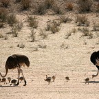 OSTRICH COMMON   family.jpg