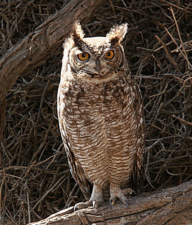 OWL         SPOTTED  EAGLE.jpg