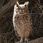 OWL         SPOTTED  EAGLE.jpg