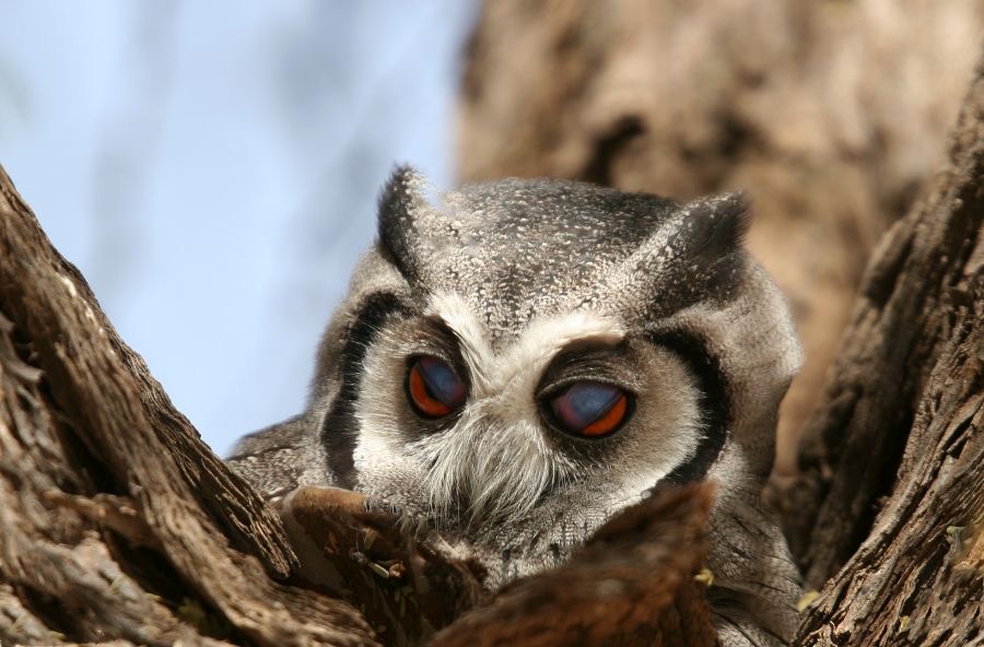 OWL  SCOPS   SOUTHERN  WHITE FACED  Half Awake.jpg