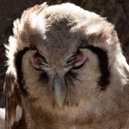 OWL.            GIANT EAGLE    pink eyebrows.jpg