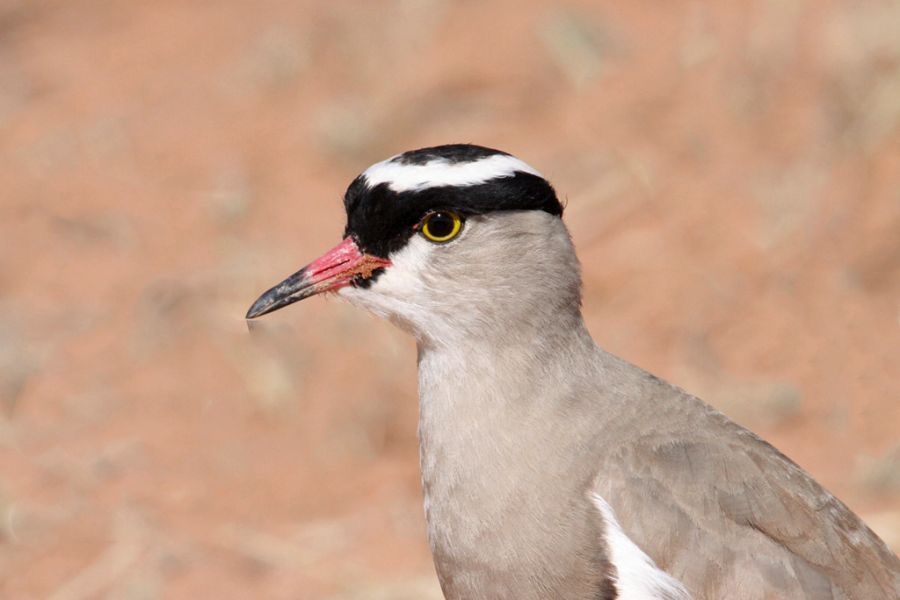 PLOVER    CROWNED.jpg