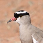 PLOVER    CROWNED.jpg