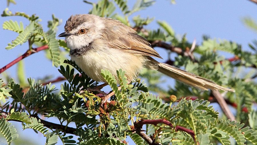 PRINIA         BLACK CHESTED.jpg