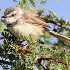 PRINIA         BLACK CHESTED.jpg