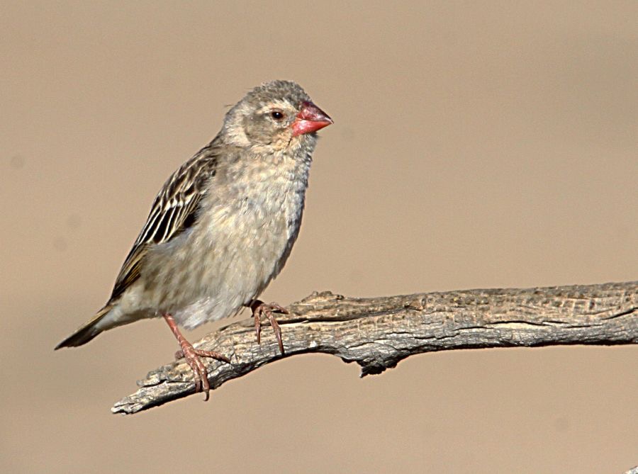 QUELEA            RED BILLED.jpg
