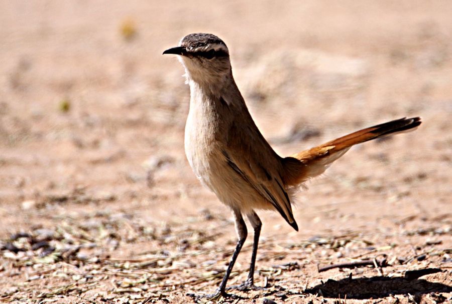 ROBIN   KALAHARI SCRUB.jpg