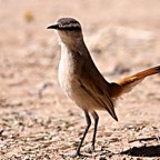 ROBIN   KALAHARI SCRUB.jpg