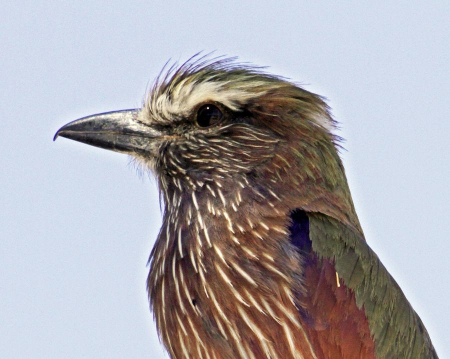 ROLLER      PURPLE     headshot.jpg