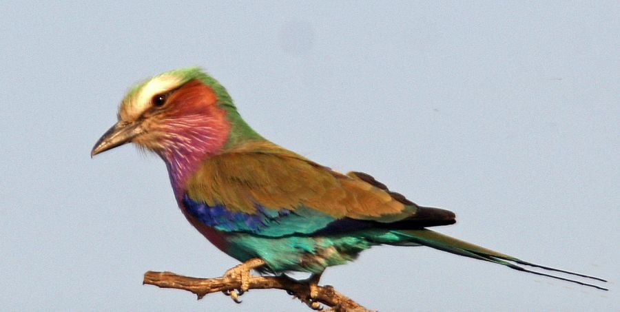 ROLLER     LILAC-BREASTED.jpg