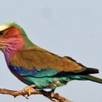 ROLLER     LILAC-BREASTED.jpg