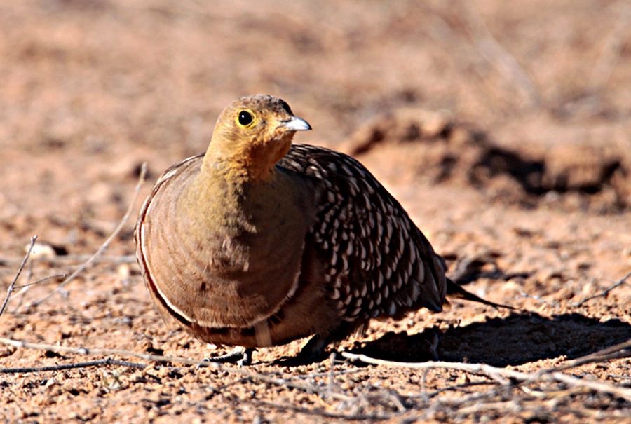 SANDGROUSE  NAMAQUE male.jpg