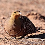 SANDGROUSE  NAMAQUE male.jpg