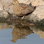 SANDGROUSE NAMAQUE  female at waterhole.JPG