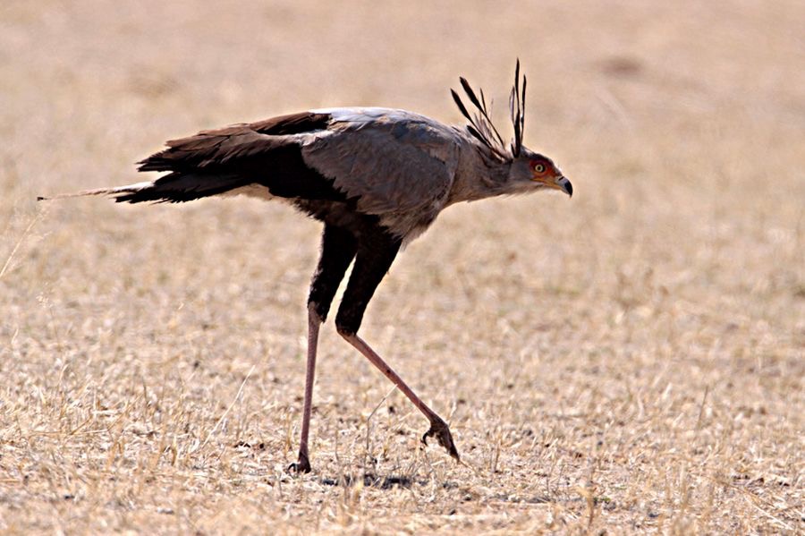 SECRETARY  BIRD.jpg