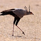 SECRETARY  BIRD.jpg