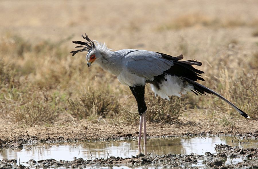 SECRETARY BIRD  on ground.jpg