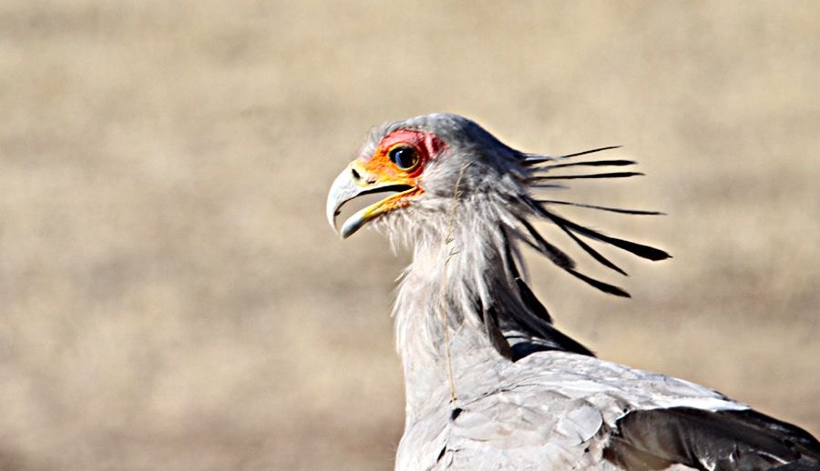 SECRETARY BIRD walking.jpg