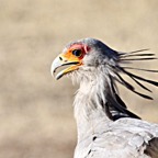 SECRETARY BIRD walking.jpg