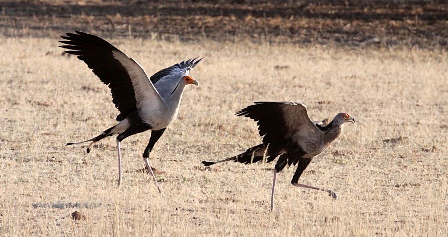 SECRETARY BIRDS about to fly. Adult & juvenile.jpg