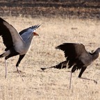 SECRETARY BIRDS about to fly. Adult & juvenile.jpg