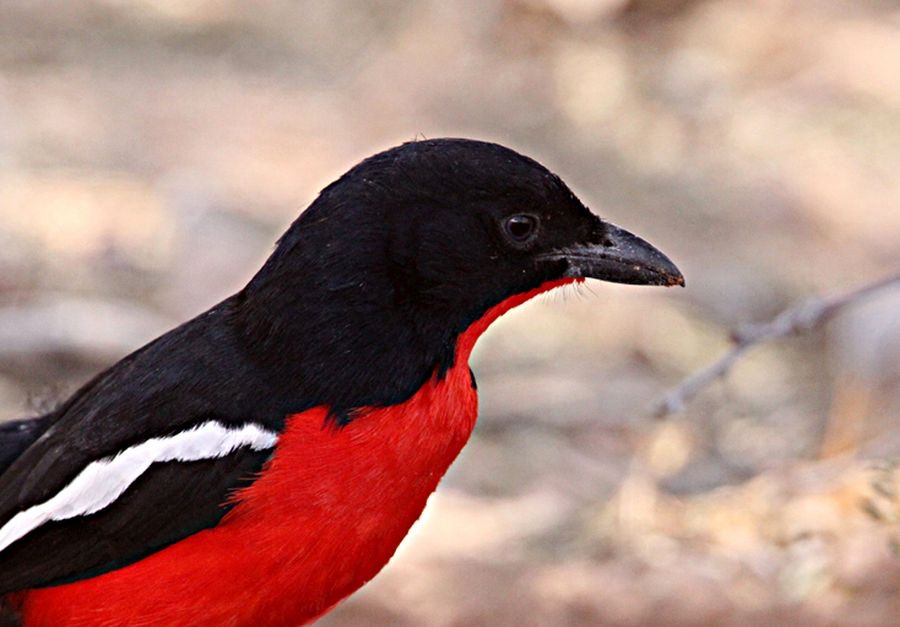SHRIKE   CRIMSON BREASTED.jpg