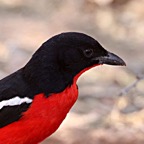 SHRIKE   CRIMSON BREASTED.jpg