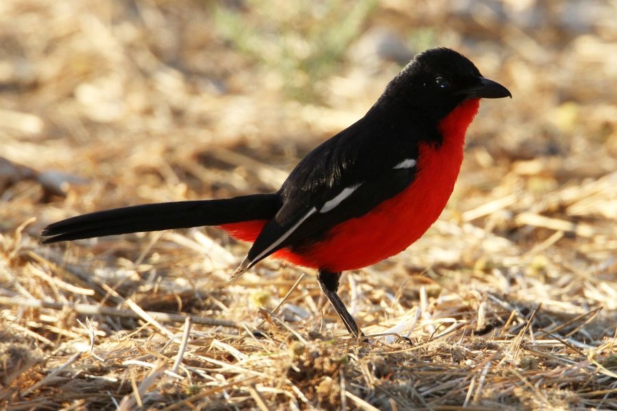 SHRIKE  CRIMSON  BREASTED.JPG